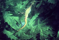 Weedy in the weed.
Took this pic just after my camera st... by Steven Gibney 